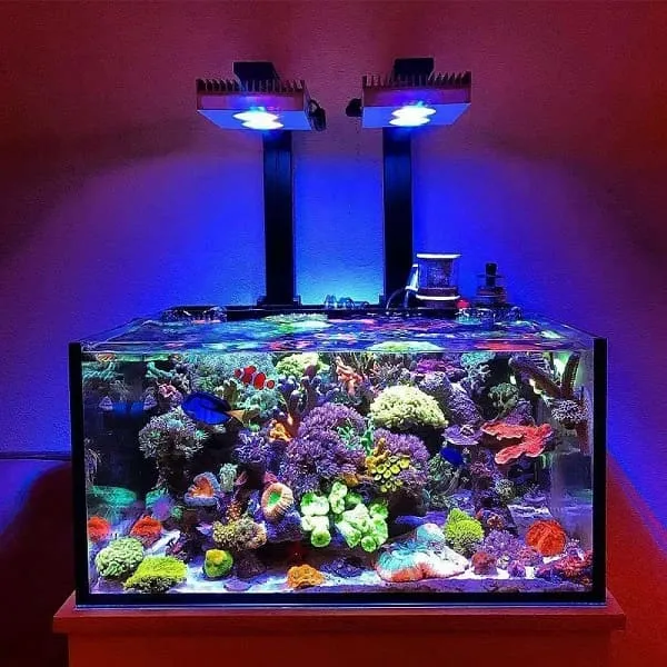 Морской нано риф с кораллами и морскими рыбами в аквариуме