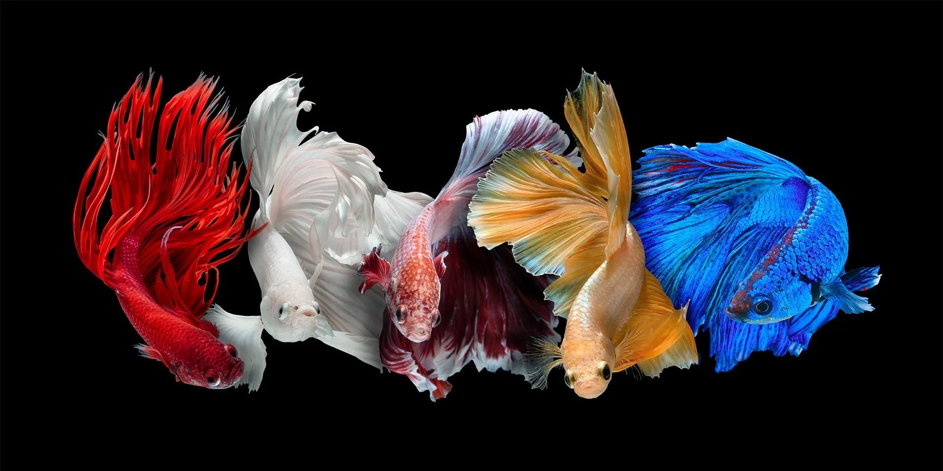 Сиамский петушок, или Бойцовская рыбка (Betta splendens)