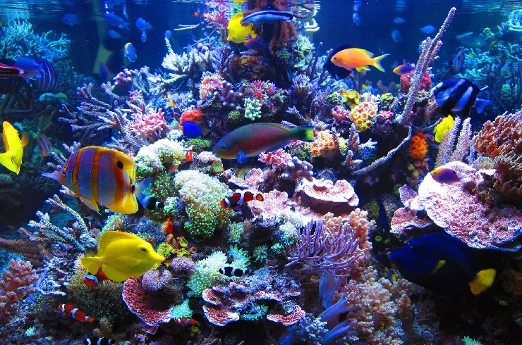 Аквариум под ключ Морской рифовый аквариум