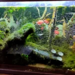 Аквариум заросший водорослями под перезапуск